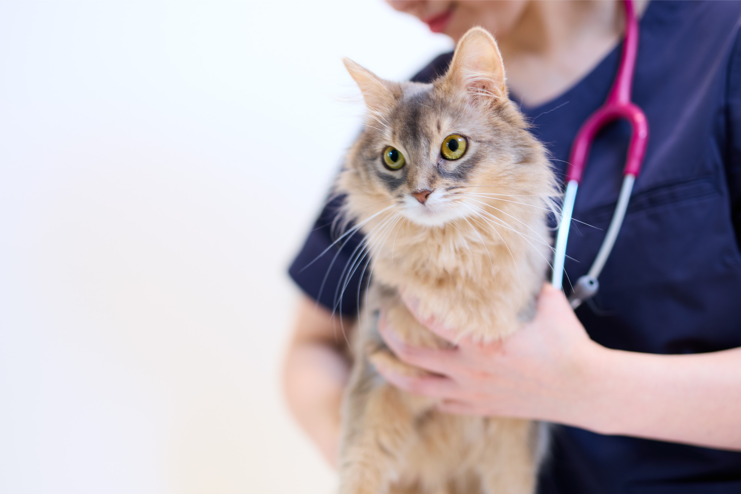 猫専門病院 神楽坂 Cat Specialists ブランディング